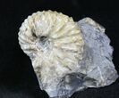 Hoploscaphites Ammonite - Wyoming #26855-1